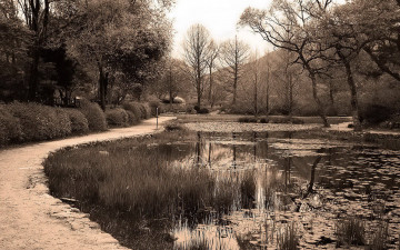 Картинка природа парк деревья