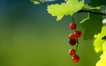 Картинка природа Ягоды красная смородина