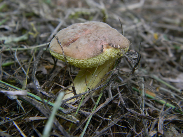 Обои картинки фото природа, грибы, гриб