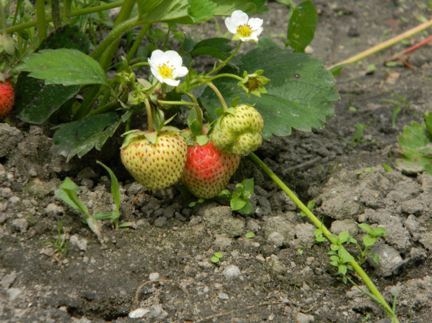 Обои картинки фото природа, Ягоды, клубника