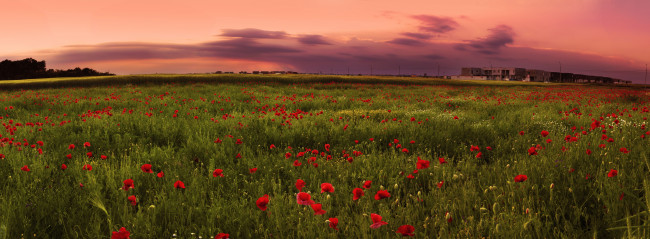 Обои картинки фото природа, луга, маки