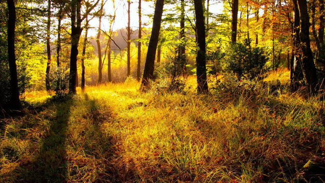 Обои картинки фото природа, лес