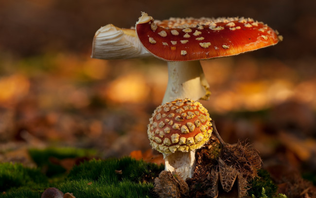 Обои картинки фото природа, грибы, мухомор, лес