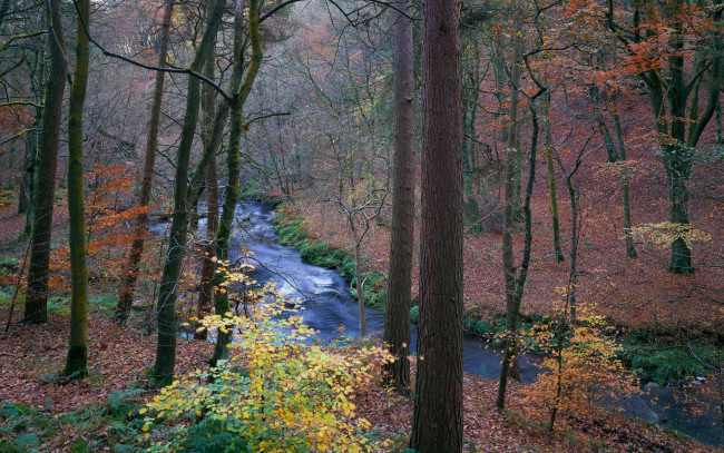 Обои картинки фото природа, реки, озера, осень, лес, речка