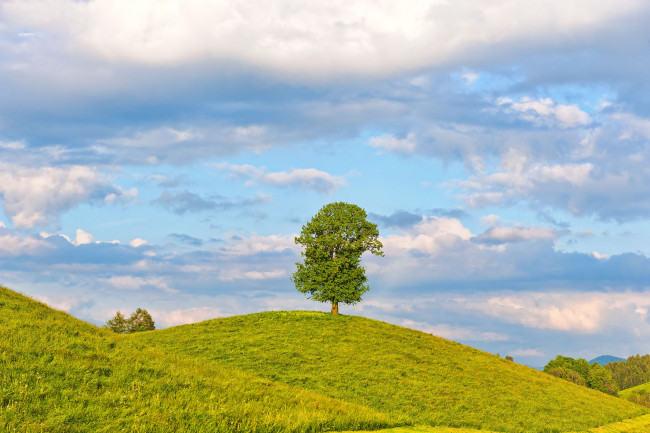Обои картинки фото природа, деревья, швейцария, облака, луг, дерево, switzerland