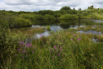 Картинка природа реки озера река растения берег