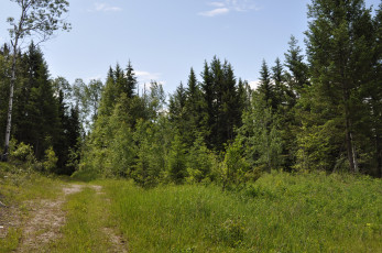 Картинка kootenay national park сanada природа лес горы тропинка