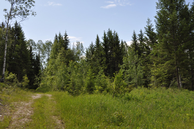 Обои картинки фото kootenay, national, park, сanada, природа, лес, горы, тропинка