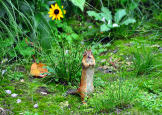 Картинка животные бурундуки гримаса зверёк цветок бурундук трава луг
