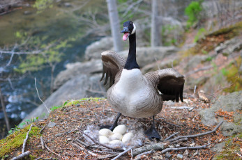 Картинка животные гуси гусыня яйца гнездо