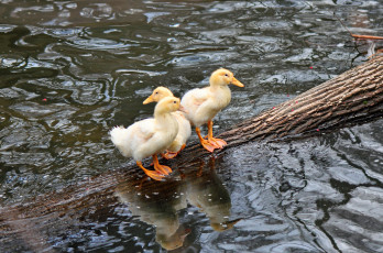 Картинка животные утки бревно озеро вода утята