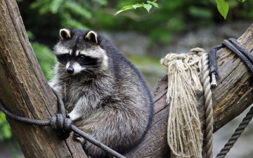 Картинка животные еноты дерево взгляд верёвка енот