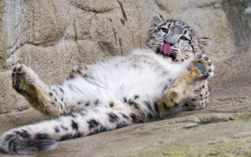 Картинка животные снежный+барс+ ирбис отдых язык лапы кошка снежный барс