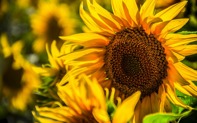 Обои картинки фото цветы, подсолнухи, лепестки, желтый, макро