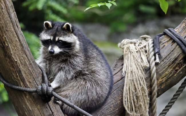 Обои картинки фото животные, еноты, дерево, взгляд, верёвка, енот