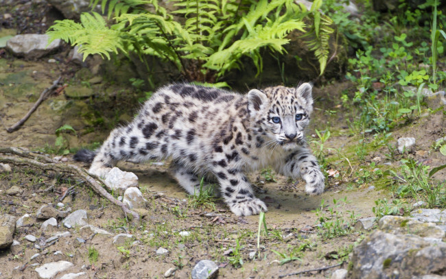 Обои картинки фото животные, снежный барс , ирбис, кошка, камни, снежный, барс, котёнок, детёныш