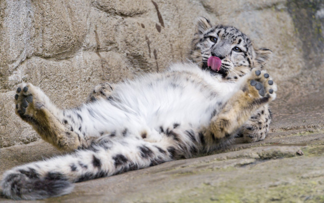 Обои картинки фото животные, снежный барс , ирбис, отдых, язык, лапы, кошка, снежный, барс