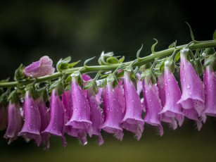 Картинка цветы дигиталис+ наперстянка дигиталис фон макро