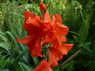 Картинка цветы гладиолусы алый
