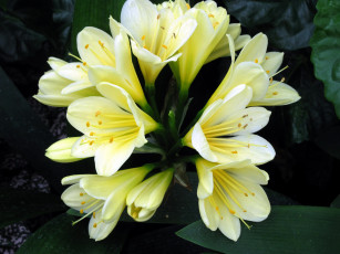 Картинка цветы кливия соцветия