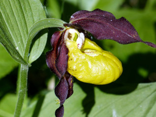 Картинка цветы орхидеи дикая башмачок венерин орхидея