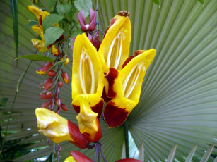 Картинка цветы орхидеи экзотика