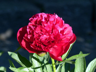 Картинка цветы пионы макро розовый