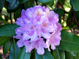 Картинка цветы рододендроны+ азалии соцветие