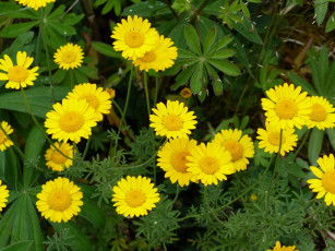 Картинка цветы ромашки желтый