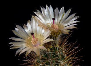 Картинка цветы кактусы цветок