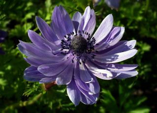 Картинка цветы анемоны +сон-трава макро