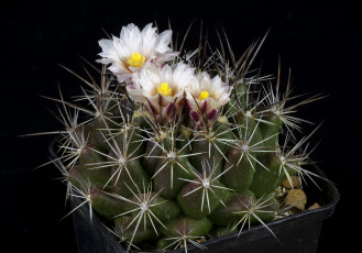 Картинка цветы кактусы цветок