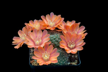 Картинка цветы кактусы цветок