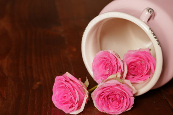 Картинка цветы розы