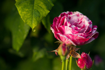 Картинка цветы розы бутоны роза макро лист