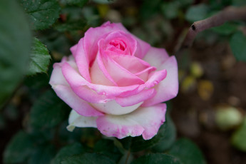 Картинка цветы розы лепестки бутон