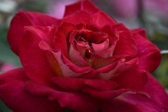 Картинка цветы розы роза