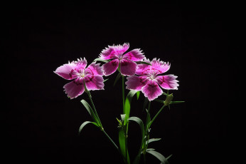 Картинка цветы гвоздики фон лепестки