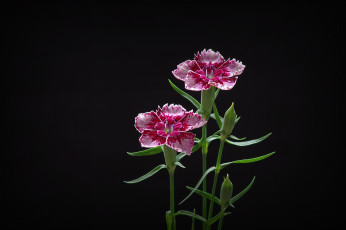 Картинка цветы гвоздики фон лепестки
