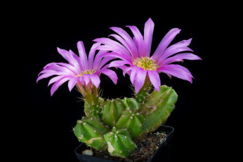 Картинка цветы кактусы цветок