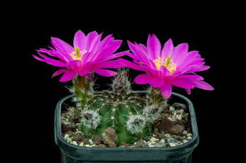 Картинка цветы кактусы цветок