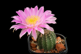 Картинка цветы кактусы цветок