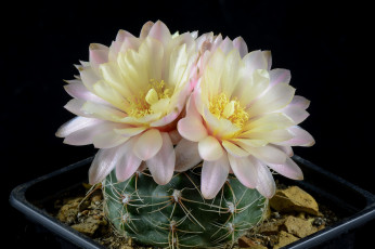 Картинка цветы кактусы цветок