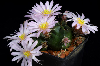 Картинка цветы кактусы цветок