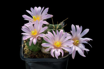 Картинка цветы кактусы цветок