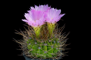 Картинка цветы кактусы цветок
