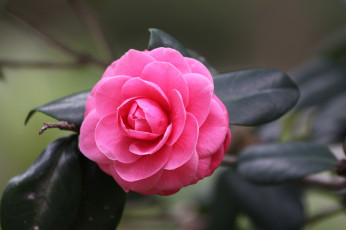 Картинка цветы камелии розовый