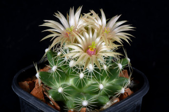 Картинка цветы каштаны цветок