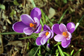 Картинка цветы крокусы лиловый