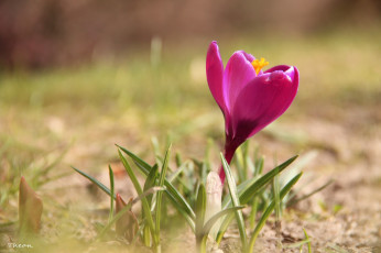 Картинка цветы крокусы первоцвет одиночка